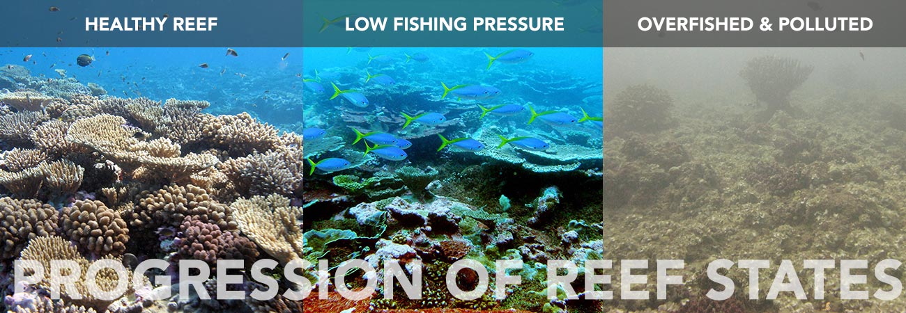 Banner image of reef health progression
