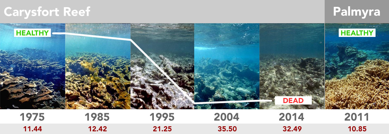 reef_over_time
